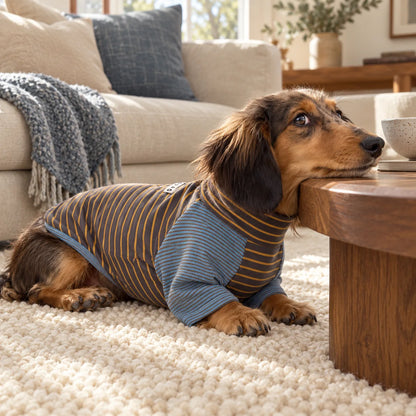 Dachshund wearing a blue and brown striped pajama shirt beside a walnut table in a modern American living room