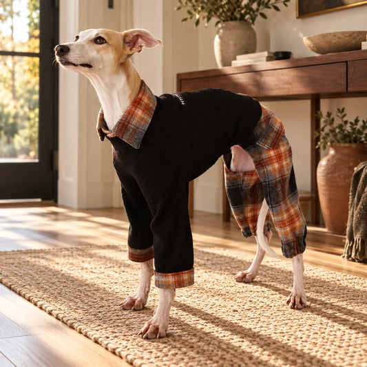 Italian greyhound wearing a black and rust plaid contrast onesie in a modern American entryway