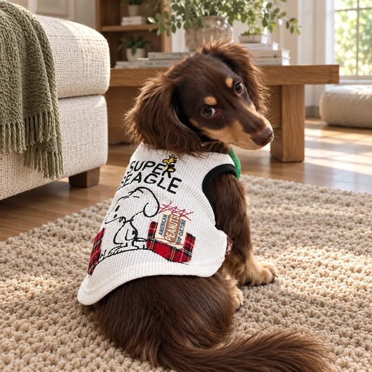 Long-haired dachshund wearing a white graphic summer vest in a modern American living room