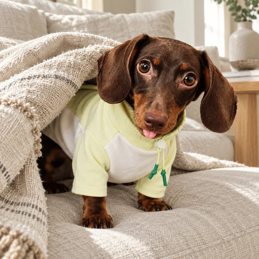 Dachshund wearing pale lime and white summer pajamas on a modern American linen sofa