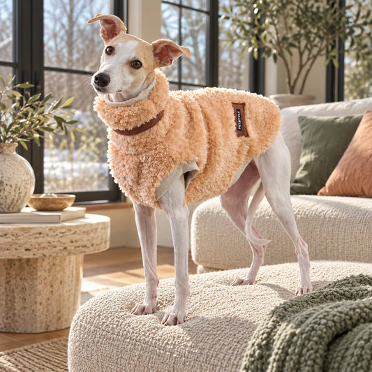 Italian greyhound wearing an apricot faux fur vest in a modern American sunroom