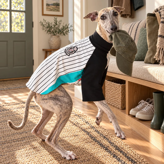 Brindle whippet wearing a striped baseball shirt and playfully holding a cap in a modern American entryway