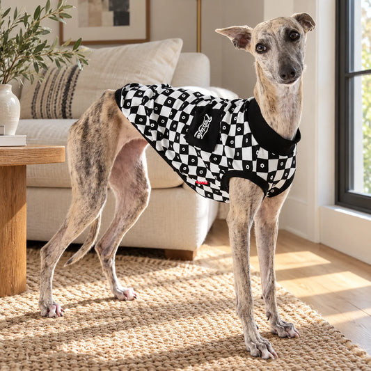 Brindle whippet wearing a black and white checkered vest in a modern American living room