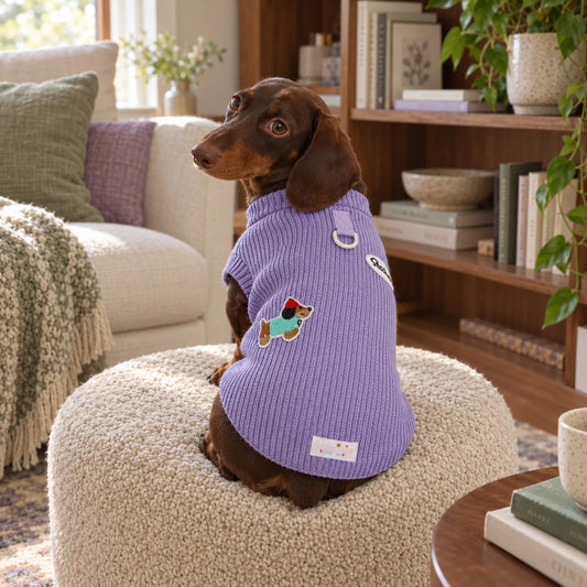 Dachshund wearing a lavender embroidered knit vest in a modern American reading nook