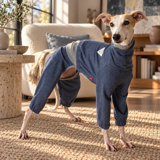 Italian greyhound wearing a blue gray layered-look onesie in a modern American reading room