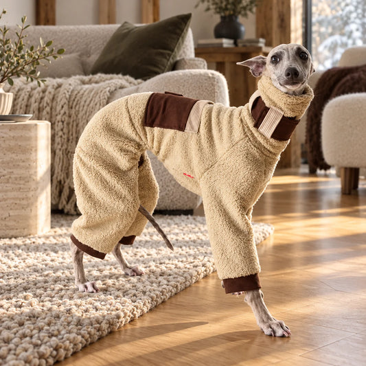 Italian greyhound wearing a cream pocket fleece onesie in a modern American living room