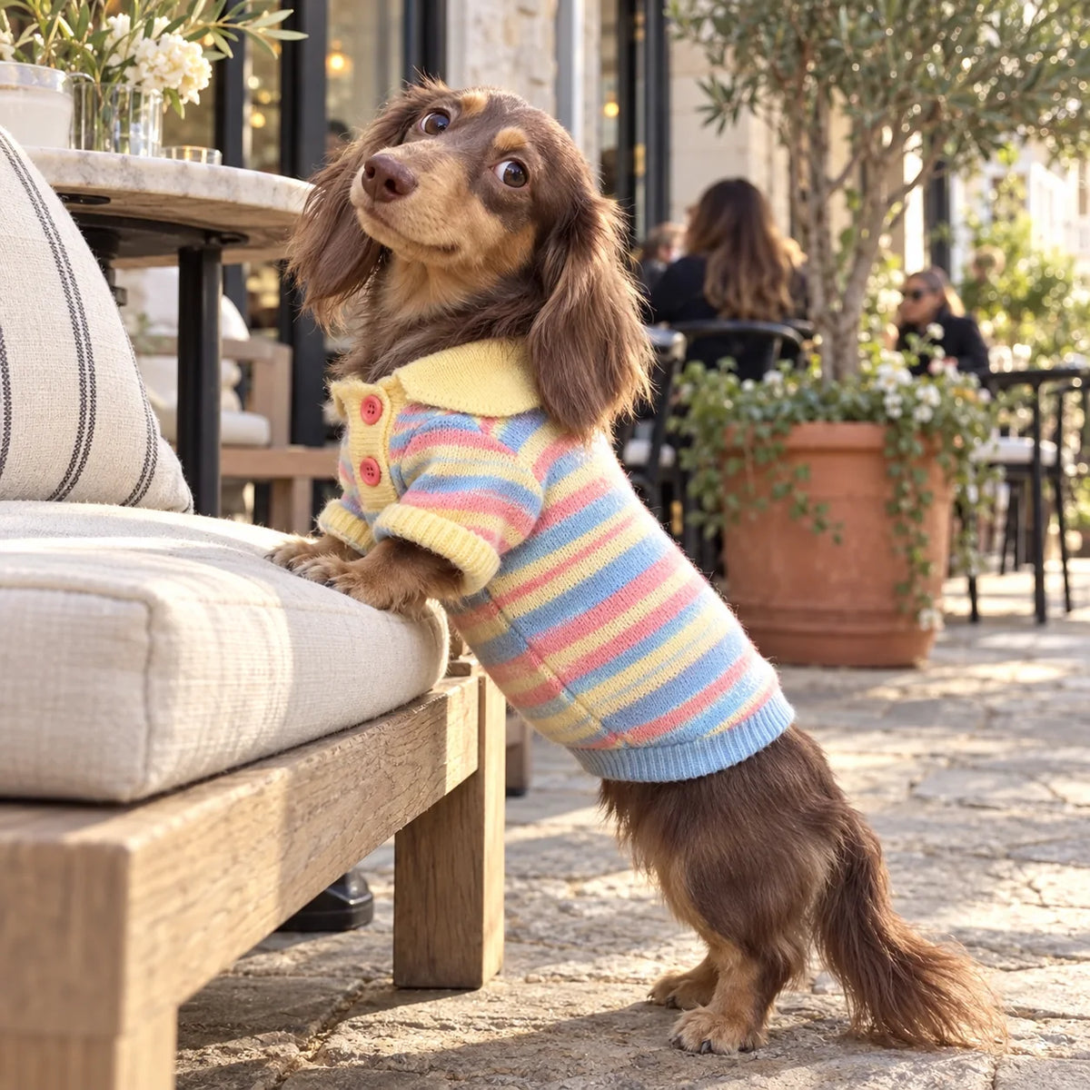 Long-haired dachshund wearing a pastel rainbow stripe sweater at an upscale American cafe patio