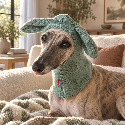 Greyhound wearing sage green long-ear knit pet hat on a modern American sofa