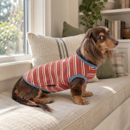 Dachshund wearing a striped sleeveless vest in a modern American living room