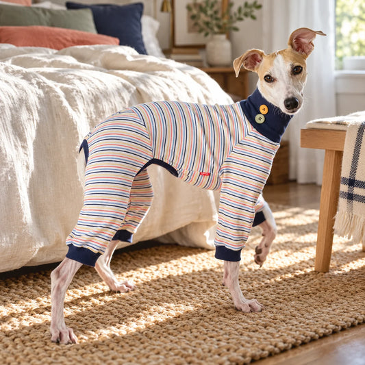 Italian greyhound wearing multicolor striped pajamas in a modern American bedroom