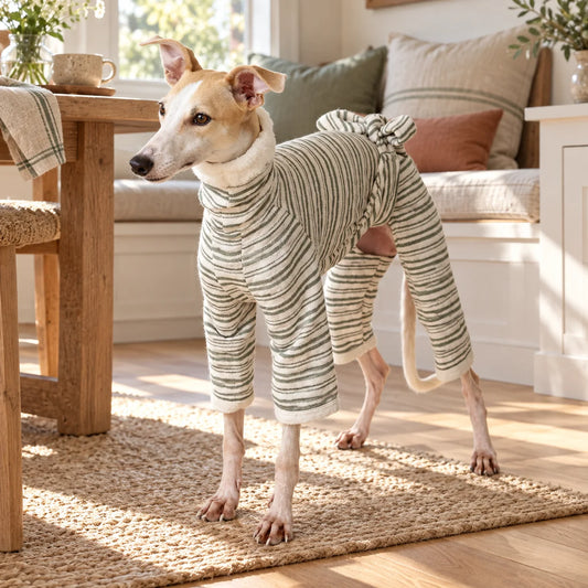 Italian greyhound wearing a sage striped tie-back onesie in a modern American breakfast nook