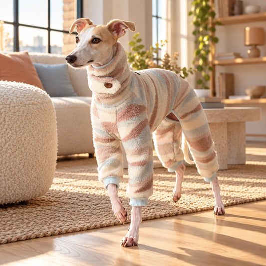 Italian greyhound wearing an apricot sunset striped onesie in a modern American loft