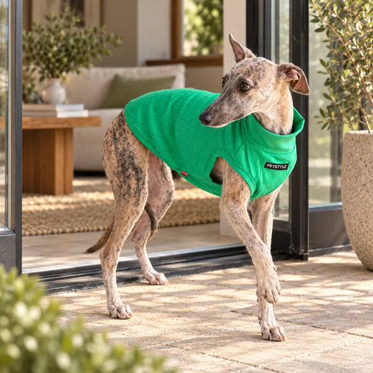 Brindle Whippet wearing a green spring vest on a modern American patio